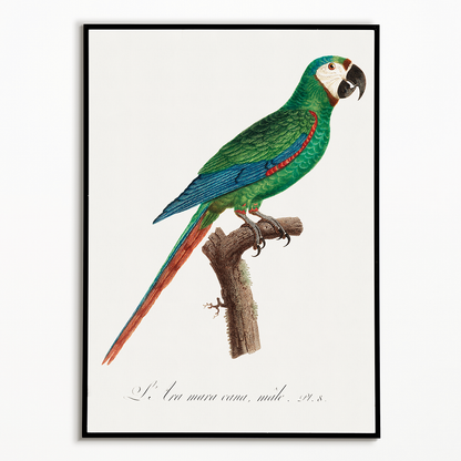 The Blue-Winged Macaw, Primolius maracana III - Art Print