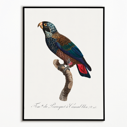 The Bronze-Winged Parrot, Pionus chalcopterus  - Art Print