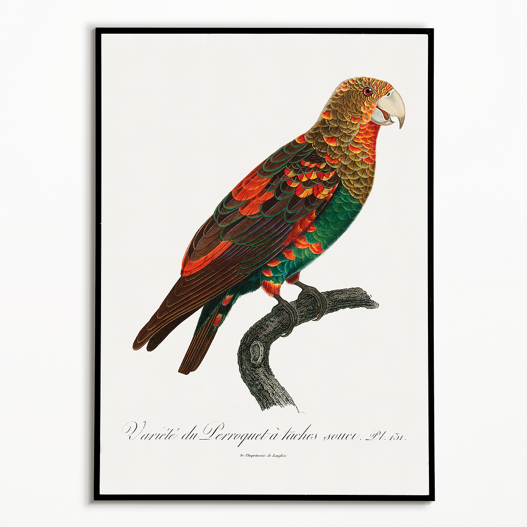 The Brown-Necked Parrot  - Art Print