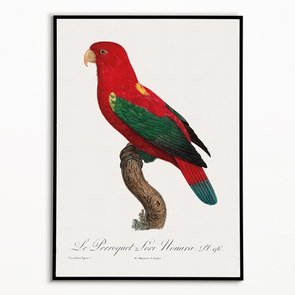 The Chattering Lory, Lorius garrulus  - Art Print