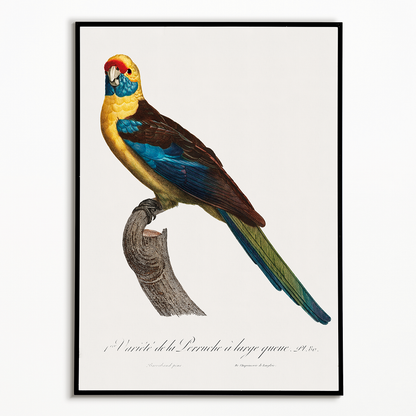 The Crimson Rosella, Platycercus elegans  - Art Print
