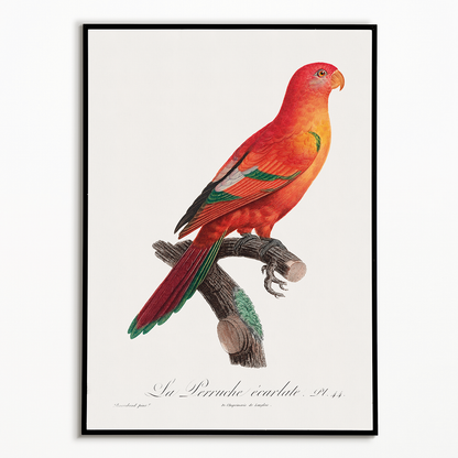 The Crimson Shining Parrot, Prosopeia splendens  - Art Print