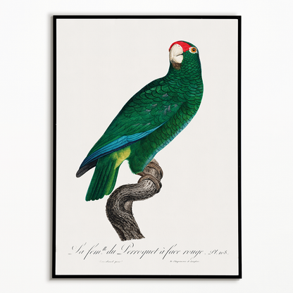 The Cuban Amazon, Amazona leucocephala - Art Print