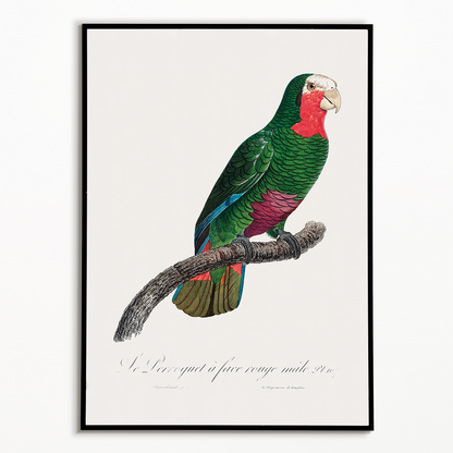 The Cuban Amazon, Amazona leucocephala I - Art Print