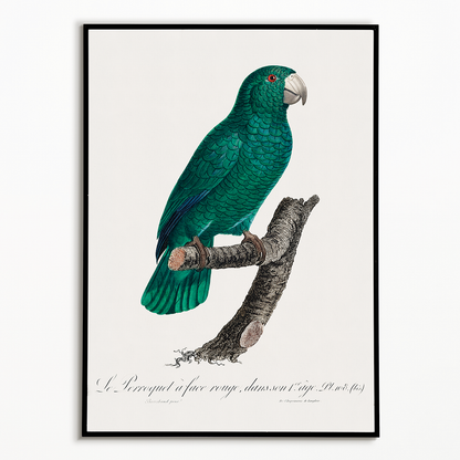 The Cuban Amazon, Amazona leucocephala II - Art Print