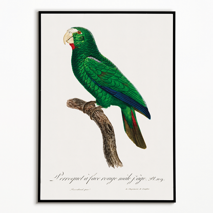 The Cuban Amazon, Amazona leucocephala, male III - Art Print