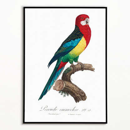 The Eastern Rosella, Platycercus eximius I - Art Print