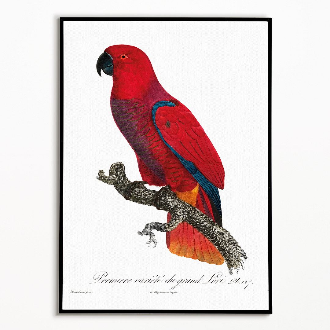 The Eclectus Parrot  - Art Print
