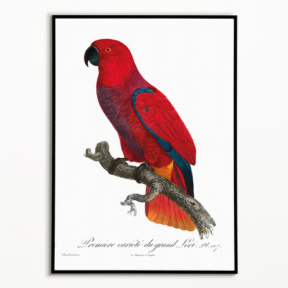 The Eclectus Parrot  - Art Print