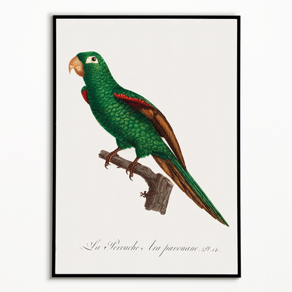 The Eclectus Parrot, Eclectus roratus  - Art Print