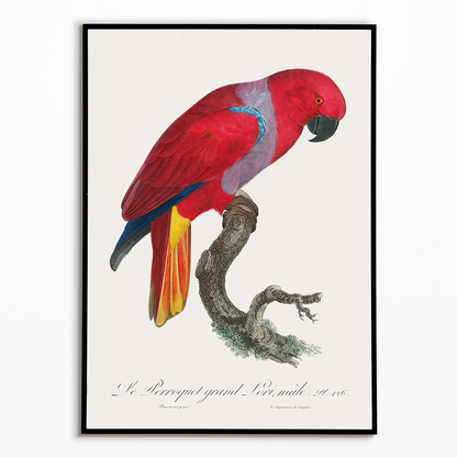 The Eclectus Parrot, Eclectus roratus, male  - Art Print