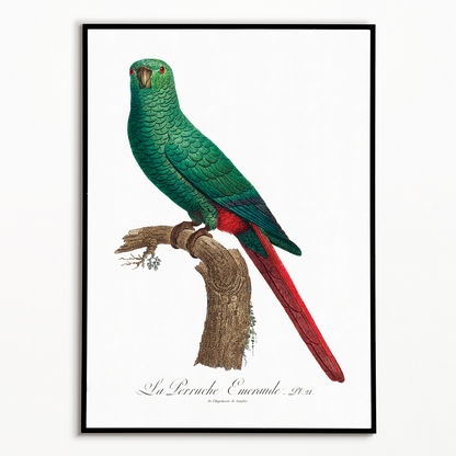 The Emerald Parakeet  - Art Print
