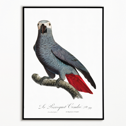 The Grey Parrot, Psittacus erithacus  V - Art Print