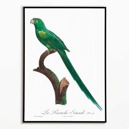 The Long-Tailed Parakeet, Psittacula longicauda  - Art Print