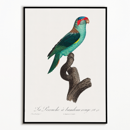 The Musk Lorikeet, Glossopsitta concinna I - Art Print