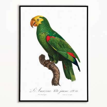 Yellow-Fronted Amazon, Amazona ochrocephala I - Art Print