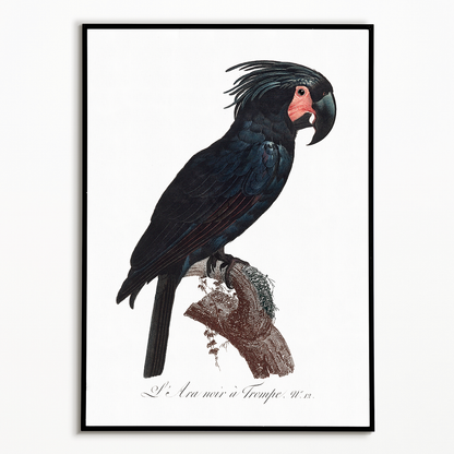 The Palm Cockatoo, Probosciger aterrimus II - Art Print