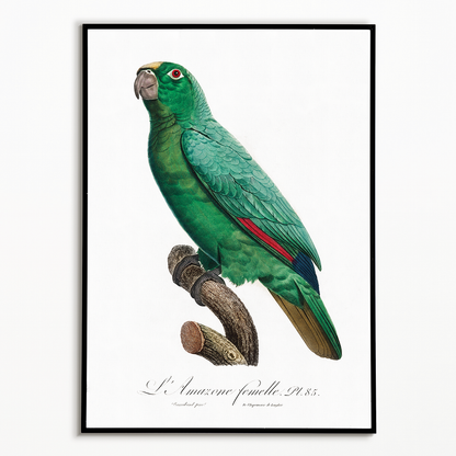 Yellow-Fronted Amazon, Amazona ochrocephala II - Art Print