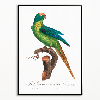 The Peach-Fronted Parakeet, Eupsittula aurea  - Art Print