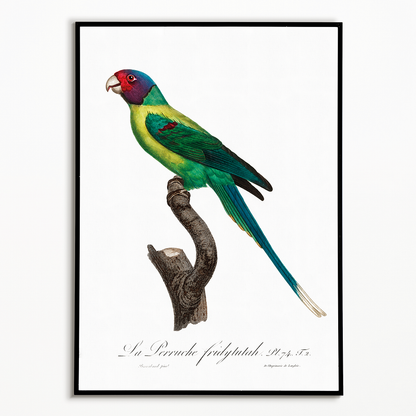 The Plum-Headed Parakeet  - Art Print