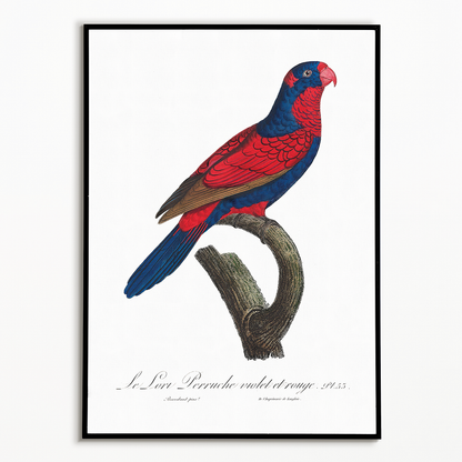 The red-and-blue lory, Eos histrio  - Art Print