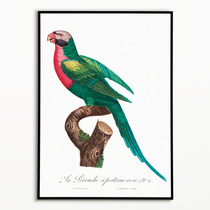 The Red-Breasted Parakeet, Psittacula alexandri  - Art Print