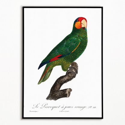 The Red-Lored Amazon, Amazona autumnalis  - Art Print