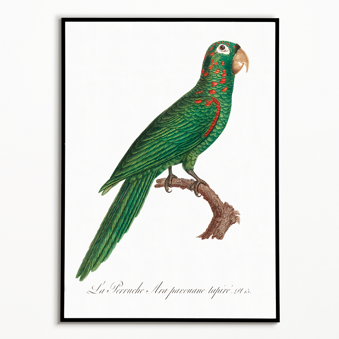 The Red-Spectacled Amazon, Amazona pretrei  - Art Print