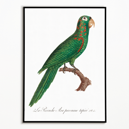 The Red-Spectacled Amazon, Amazona pretrei  - Art Print