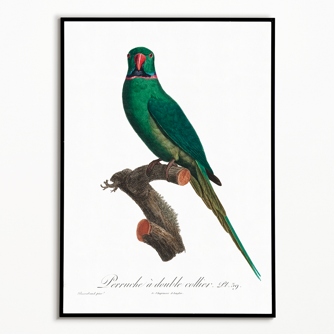 The Rose-Ringed Parakeet, Psittacula krameri I - Art Print