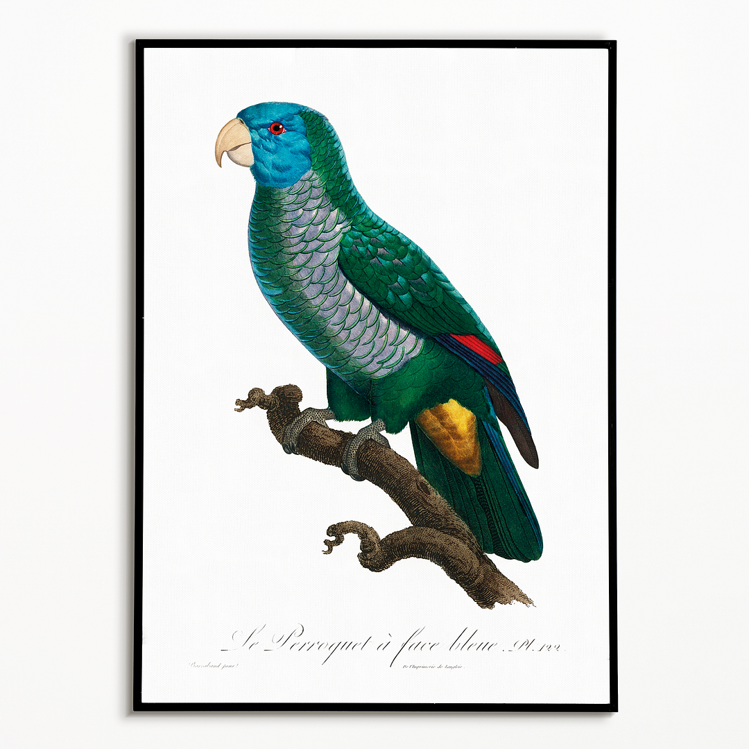 The Saint Lucia amazon, Amazona versicolor  - Art Print