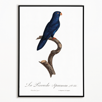 The Sparman Parakeet (Cyanoramphus novaezelandiae)  - Art Print