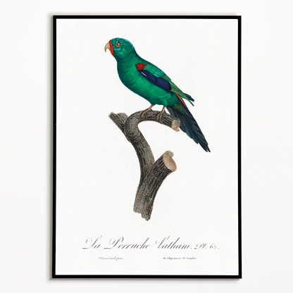 The Swift Parrot, Lathamus discolor I - Art Print