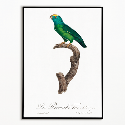 The Tui Parakeet, Brotogeris sanctithomae  - Art Print