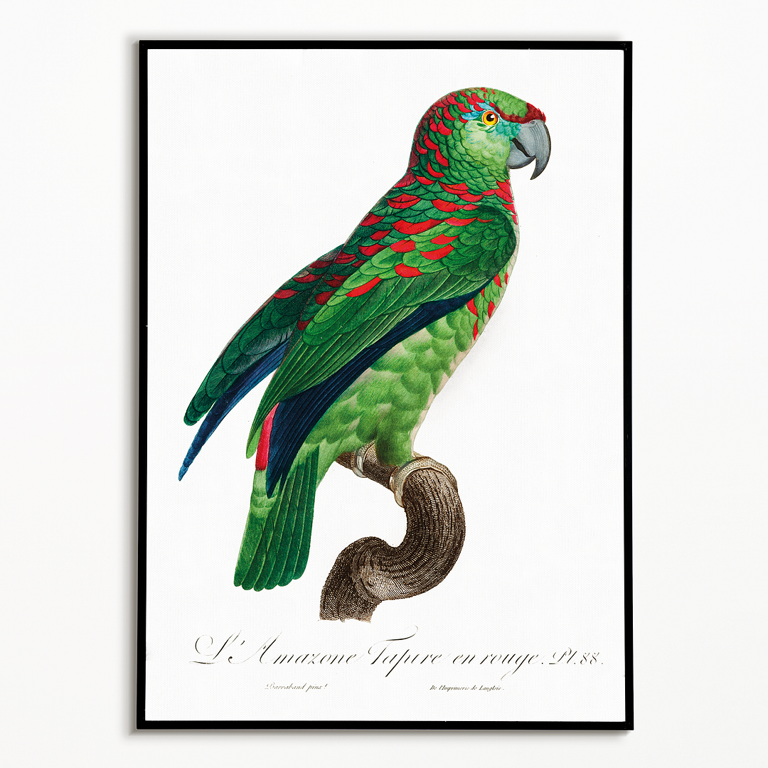 The Turquoise-Fronted Amazon Amazona aestiva I - Art Print