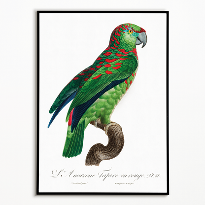 The Turquoise-Fronted Amazon Amazona aestiva I - Art Print