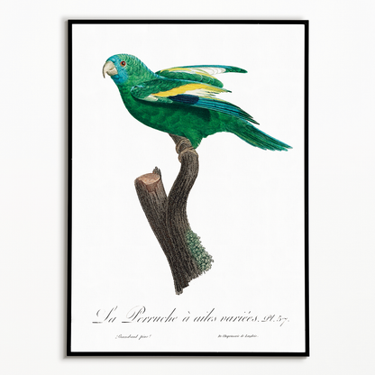 The white-winged parakeet, Brotogeris versicolurus - Art Print