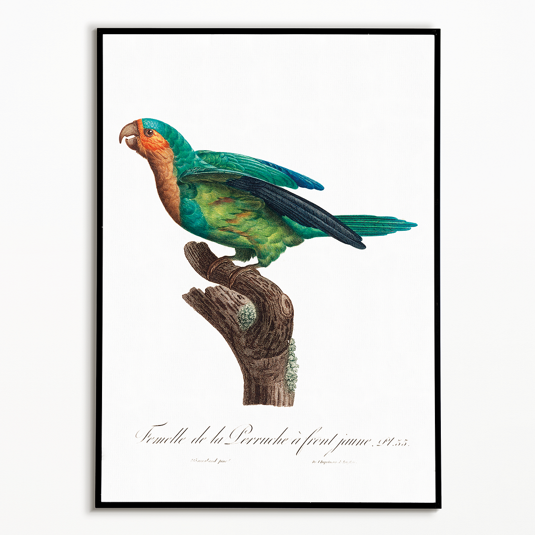 The Yellow-Crowned Parakeet, Cyanoramphus auriceps I - Art Print