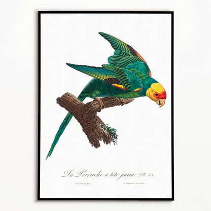 The Yellow-Crowned Parakeet, Cyanoramphus auriceps II - Art Print