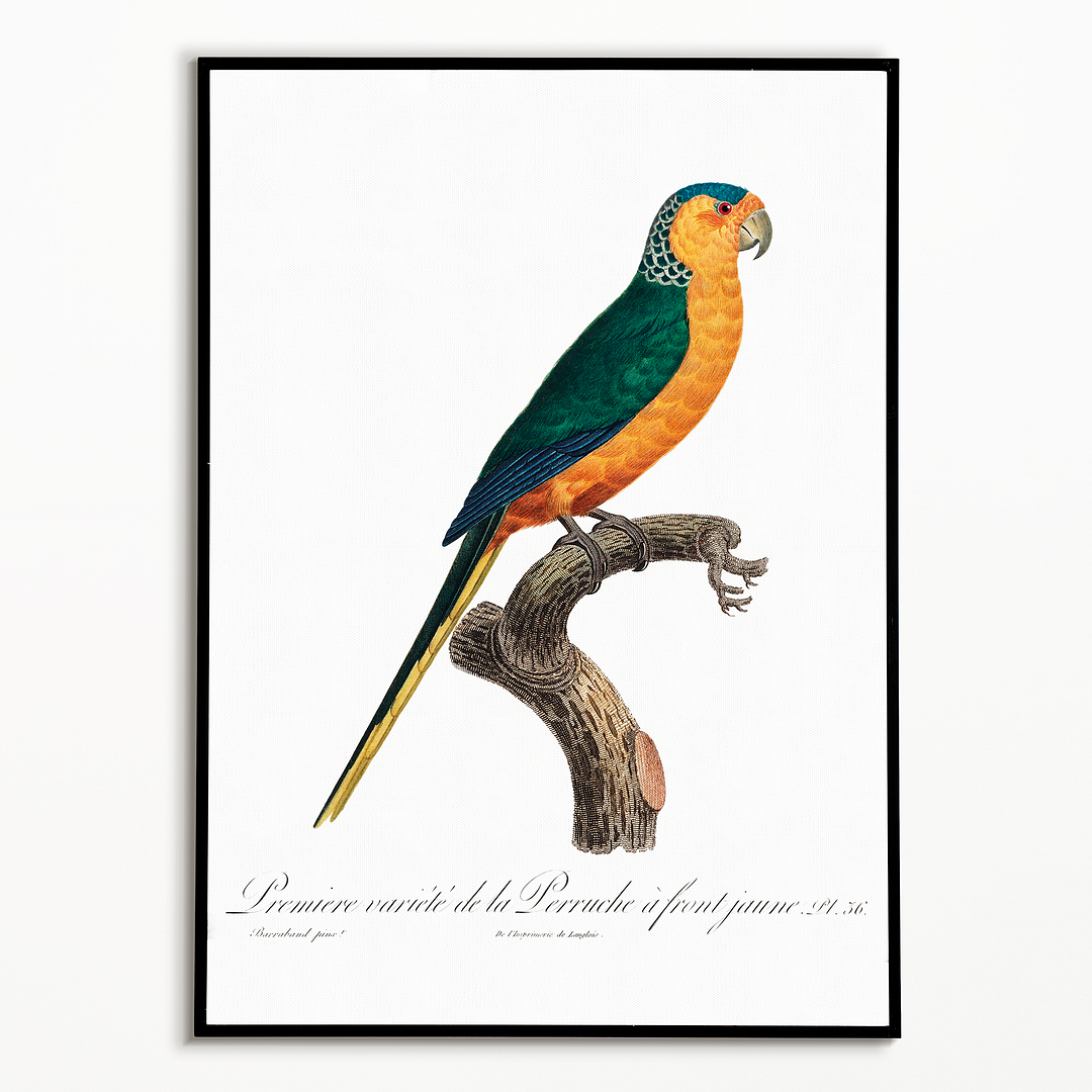 The Yellow-Fronted Parakeet, Cyanoramphus auriceps  - Art Print
