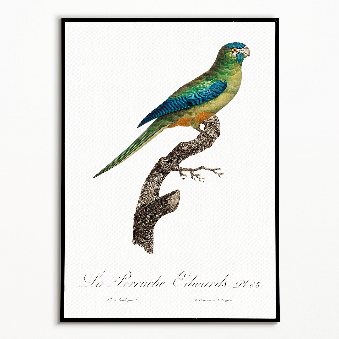 Turcosine Ground Parakeet  - Art Print