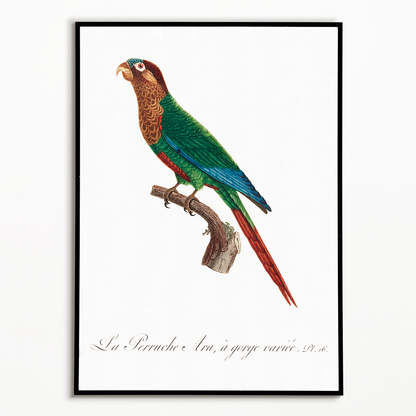 Wave-Breasted Parakeet  - Art Print