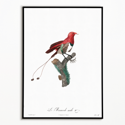 King bird of paradise, male - Art Print