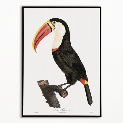 Toucan - Art Print