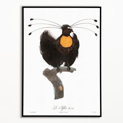 Western parotia - Art Print