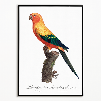 The Sun Parakeet, Aratinga solstitialis, male - Art Print