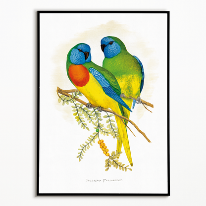 Splendid Parrakeet - Art Print