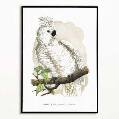 Great White-Crested Cockatoo - Art Print