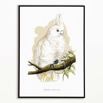 Goffin's Cockatoo - Art Print