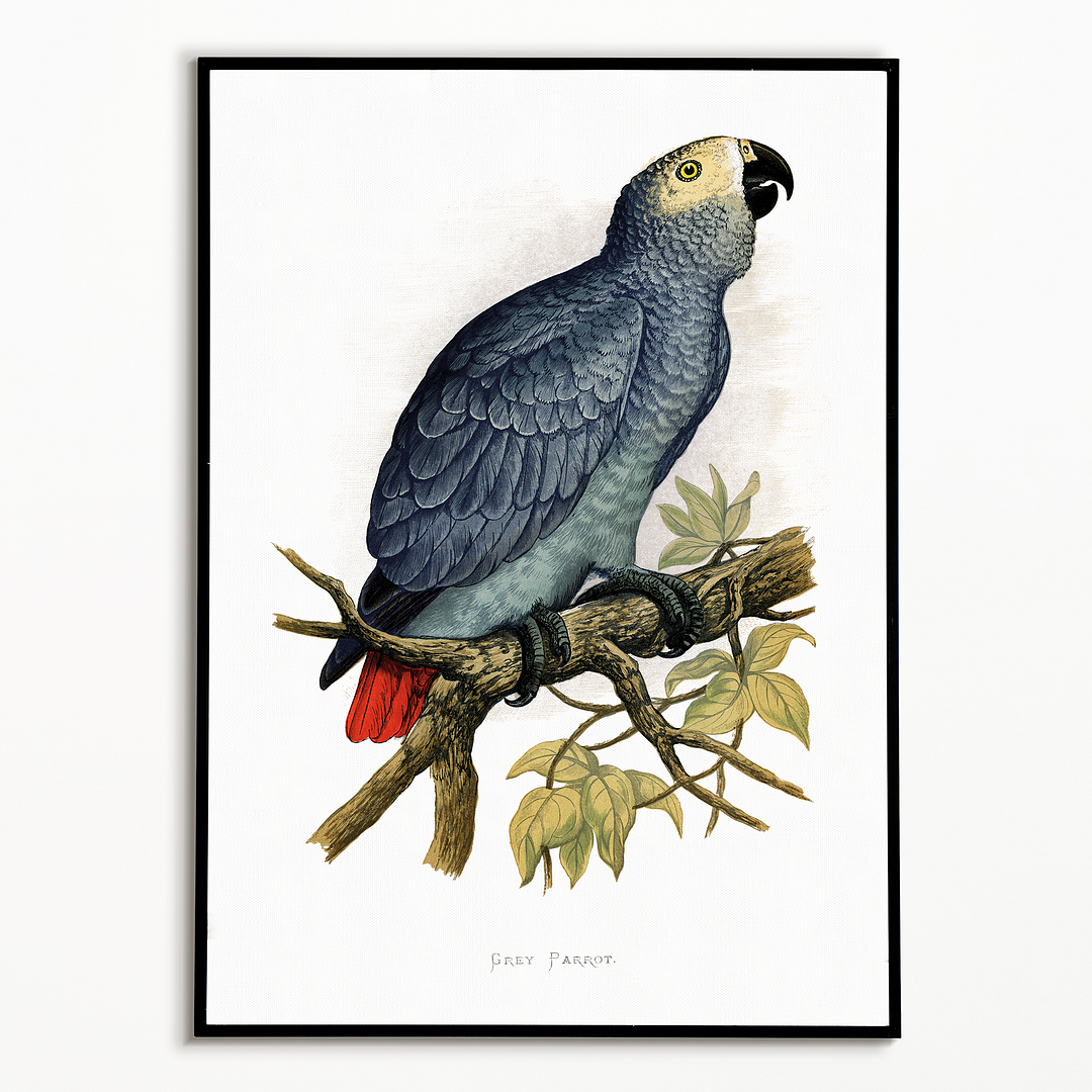 Grey Parrot - Art Print
